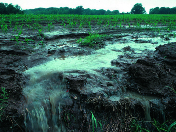 Photo by NRCS via Wikimedia cc 2.0