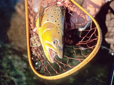 Hundreds of fish killed by manure runoff in Monroe County